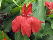 Roscoea Red Gurkha close up